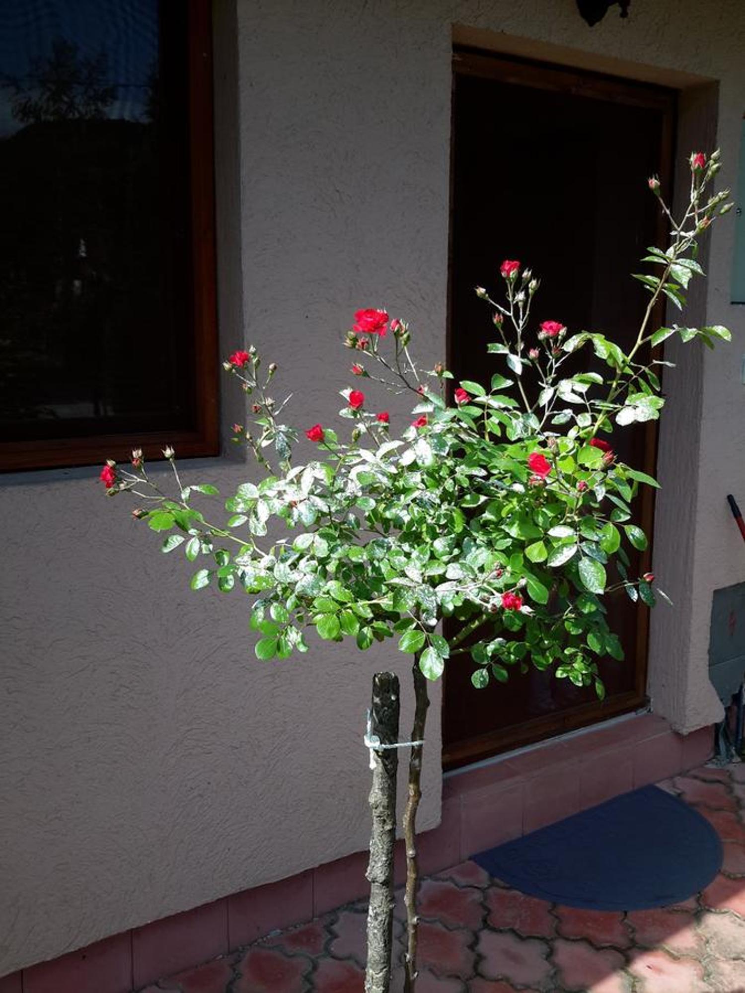 Viola I Detelina Apartments Perucac Buitenkant foto